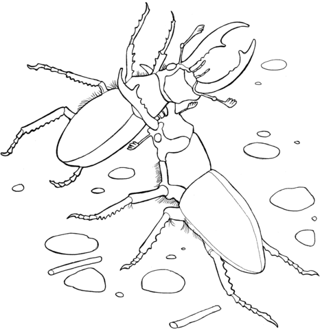 Elephant Stag Beetles Coloring Page